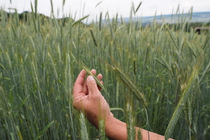 Getreidebau: Pestizidfrei produzierende Bauern vernetzen